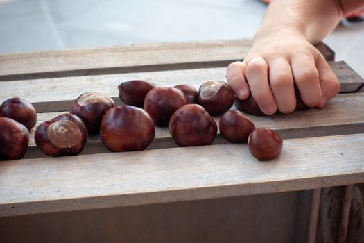 Conkers, shelled chestnuts on wooden box picked up bz zoung girls hand, autumn harvest concept