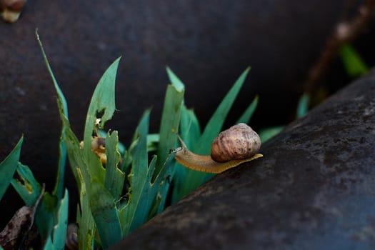 Snails in the yard after the rain on the green grass with large dew drops. Image for design with copyspace. Concept of moving forward to success. Snail on the grass. The snail moves forward.