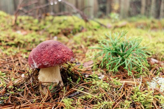 Beautiful boletus pinophilus known as penny bun in a pine forest.