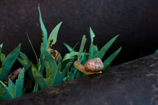 Snails in the yard after the rain on the green grass with large dew drops. Image for design with copyspace. Concept of moving forward to success. Snail on the grass. The snail moves forward.