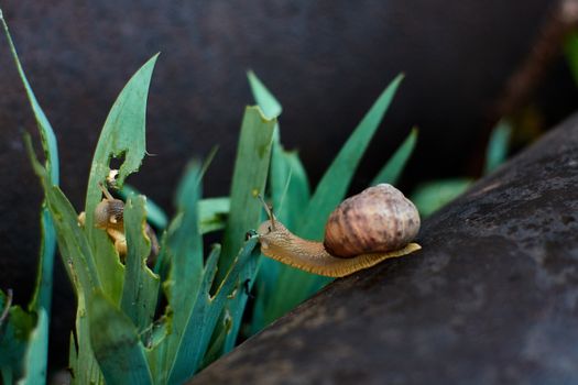 Snails in the yard after the rain on the green grass with large dew drops. Image for design with copyspace. Concept of moving forward to success. Snail on the grass. The snail moves forward.