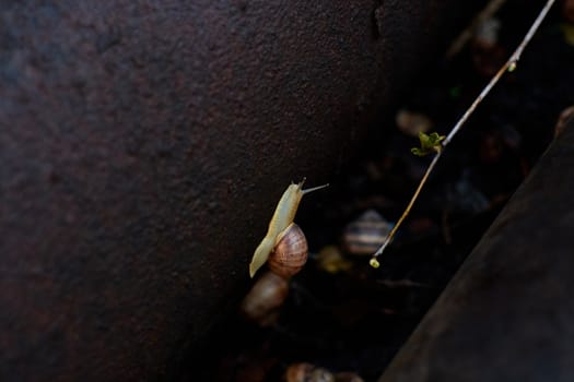 Snails in the yard after the rain on the green grass with large dew drops. Image for design with copyspace. Concept of moving forward to success. Snail on the grass. The snail moves forward.