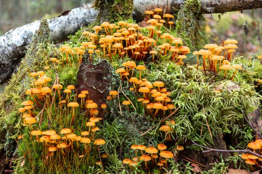 Group of forest mushrooms Xeromphalina campanella called golden trumpet in the forest on an old mossy stump.