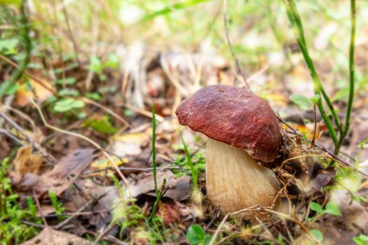 Beautiful small boletus pinophilus known as penny bun in a pine forest.