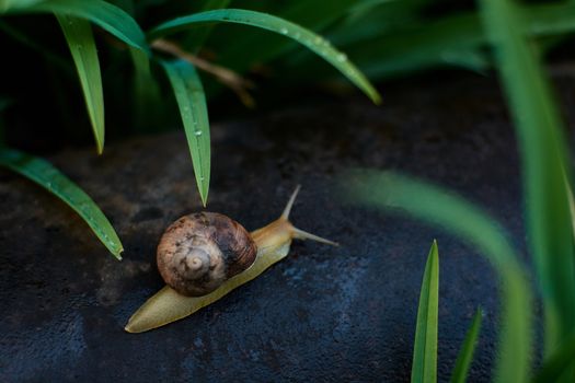 Snails in the yard after the rain on the green grass with large dew drops. Image for design with copyspace. Concept of moving forward to success. Snail on the grass. The snail moves forward.