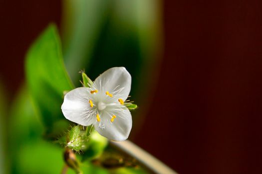 Single white flower of house plant tradescantia albiflora on a dark brown background, place for text, copy space.