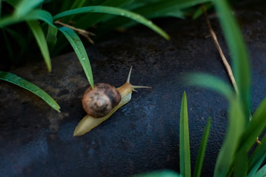 Snails in the yard after the rain on the green grass with large dew drops. Image for design with copyspace. Concept of moving forward to success. Snail on the grass. The snail moves forward.