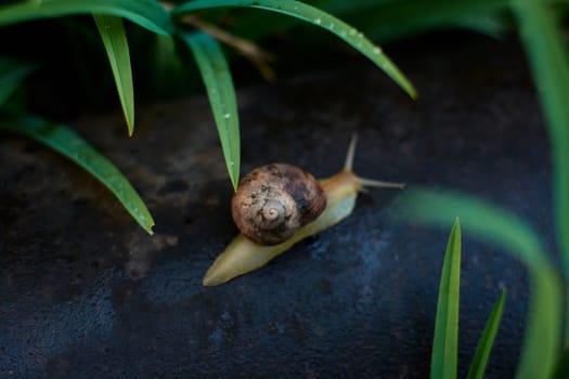 Snails in the yard after the rain on the green grass with large dew drops. Image for design with copyspace. Concept of moving forward to success. Snail on the grass. The snail moves forward.