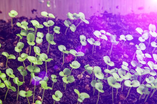 Growing seedlings under special artificial LED lamps with a spectrum favorable for plants without sunlight.