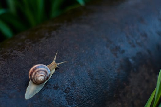 Snails in the yard after the rain on the green grass with large dew drops. Image for design with copyspace. Concept of moving forward to success. Snail on the grass. The snail moves forward.