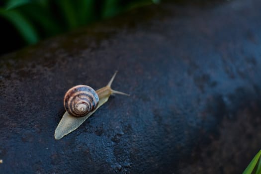 Snails in the yard after the rain on the green grass with large dew drops. Image for design with copyspace. Concept of moving forward to success. Snail on the grass. The snail moves forward.