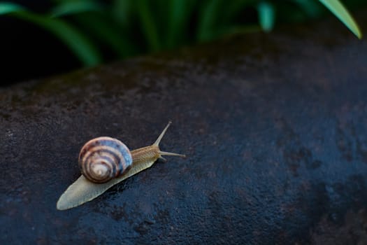 Snails in the yard after the rain on the green grass with large dew drops. Image for design with copyspace. Concept of moving forward to success. Snail on the grass. The snail moves forward.