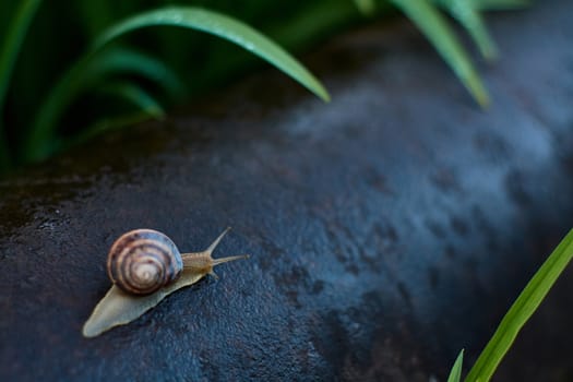 Snails in the yard after the rain on the green grass with large dew drops. Image for design with copyspace. Concept of moving forward to success. Snail on the grass. The snail moves forward.