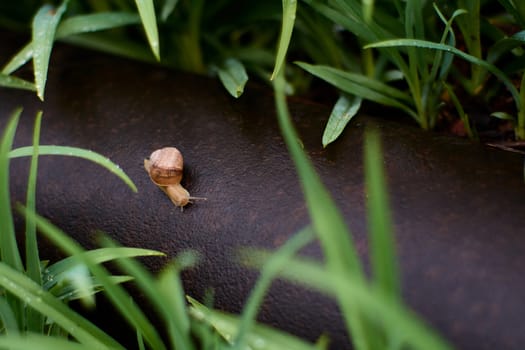 Snails in the yard after the rain on the green grass with large dew drops. Image for design with copyspace. Concept of moving forward to success. Snail on the grass. The snail moves forward.