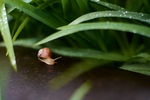 Snails in the yard after the rain on the green grass with large dew drops. Image for design with copyspace. Concept of moving forward to success. Snail on the grass. The snail moves forward.