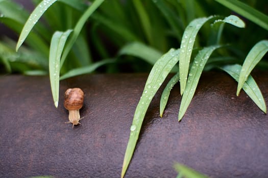 Snails in the yard after the rain on the green grass with large dew drops. Image for design with copyspace. Concept of moving forward to success. Snail on the grass. The snail moves forward.