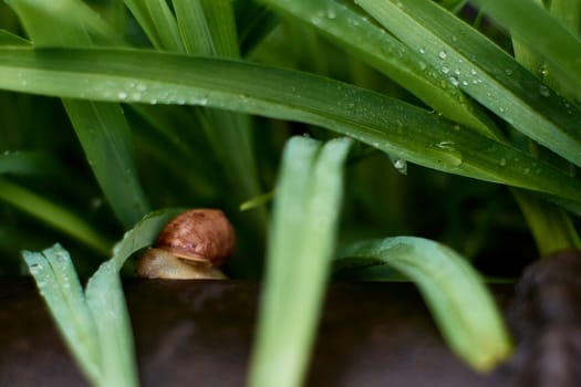 Snails in the yard after the rain on the green grass with large dew drops. Image for design with copyspace. Concept of moving forward to success. Snail on the grass. The snail moves forward.