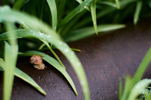 Snails in the yard after the rain on the green grass with large dew drops. Image for design with copyspace. Concept of moving forward to success. Snail on the grass. The snail moves forward.