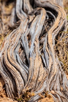 Nearly dead old dry tree stem at Yardie Creek Cape Range National Park Australia
