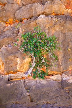 Tree growing in cliff at Mandu Mandu Gorge during dry season at Cape Range National Park Australia