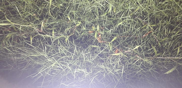 Grass with white light effect