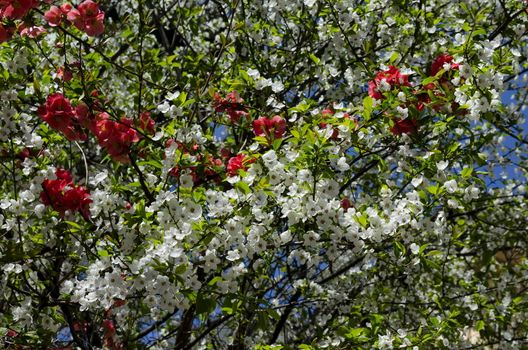 Branches with fresh bloom  of plum-tree  or Prunus domestica and Japanese quince or Chaenomeles speciosa flower in garden, Sofia, Bulgaria