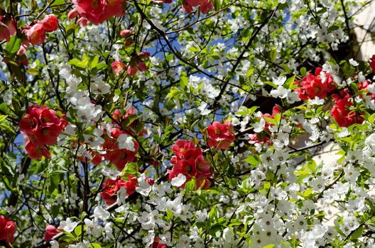 Branches with fresh bloom  of plum-tree  or Prunus domestica and Japanese quince or Chaenomeles speciosa flower in garden, Sofia, Bulgaria