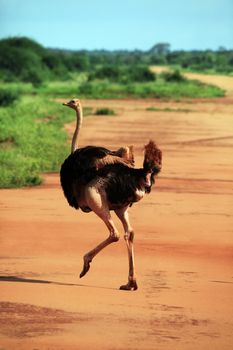 Ostrich in Tsavo East National Park, Kenia
