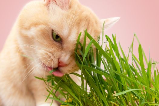 Beautiful cream tabby cat eating fresh green grass on pink background.