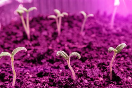Growing seedlings under special artificial LED lamps with a spectrum favorable for plants without sunlight.