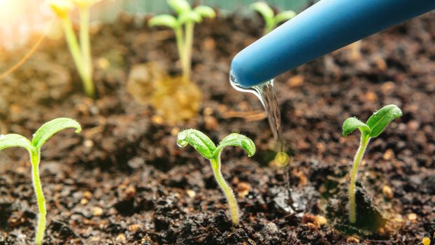 Watering young seedlings of tomatoes in in container. Plant care concept.