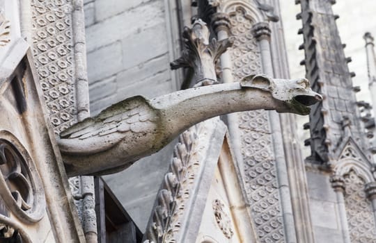 Gargoyle of Notre Dame cathedral in Paris, France