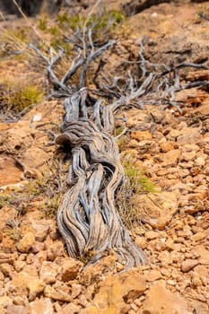 Nearly dead dry tree at Yardie Creek Cape Range National Park Australia