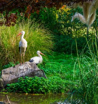 white stork standing on a rock with another stork in the background, common birds of europe