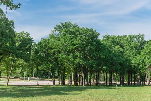 Green park with grassy lawn and trees near empty parking lot outside of Dallas, Texas, USA