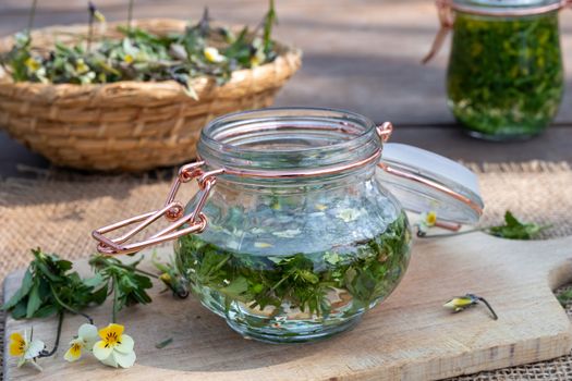 Preparation of homemade tincture from field pansy, or Viola arvensis plant