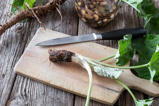 Preparation of burdock tincture from fresh burdock root