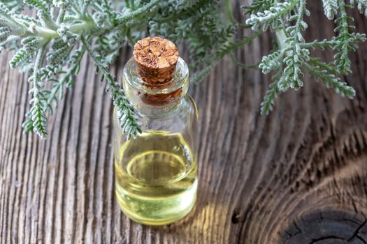 A bottle of essential oil with fresh Santolina chamaecyparissus twigs