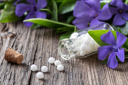 A bottle of vinca minor homeopathic remedy with fresh lesser periwinkle plant