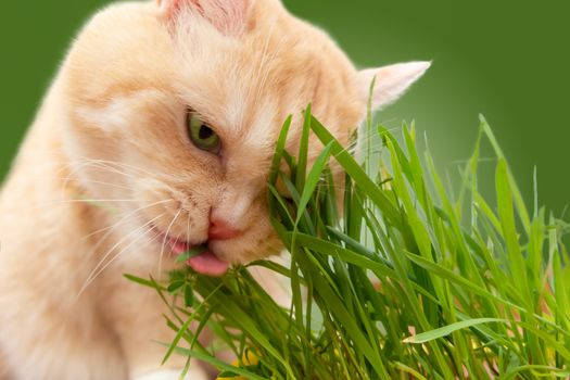Beautiful cream tabby cat eating fresh grass on green background.