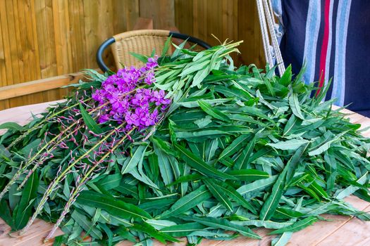 blooming sally leaves and flowers - raw materials for making traditional Russian Koporsky tea also known as Ivan Tea.