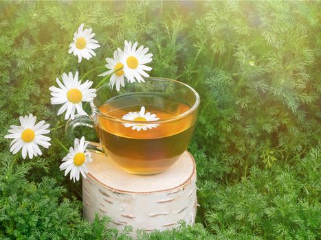 Chamomile tea in a transparent cup on a birch stump against the background of chamomile foliage in the sun.