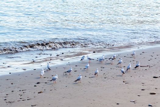 flock of seagulls on the sandy beach.