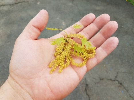 hand holding bunch of yellow pollen over black asphalt