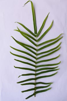 Close up of Compound Pinnate green leaves, leaflets in rows, two at tip. White background. Vertical formation. Abstract vain texture. Bright lit by sunlight. Use as space for text or image backdrop.