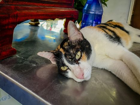 White cat, black face Lying on the table