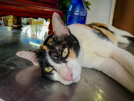 White cat, black face Lying on the table