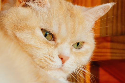 Close-up portrait of a cute serious cream tabby cat with green eyes.