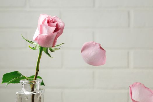 Pink rose in a vase with falling petals against the background of a white wall. Tenderness, fragility, loneliness, romance concept.