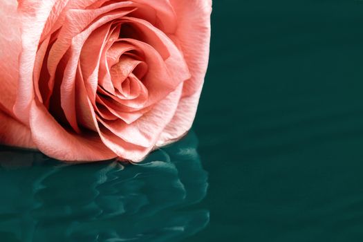 Rose lies on the surface of the water with easy ripples.